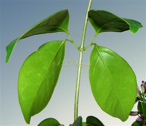  Leaves